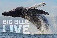 Big Blue Live: show-mezzanine16x9