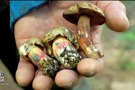 These forest fungi are a bounty for Arizona mushroom hunters: asset-mezzanine-16x9