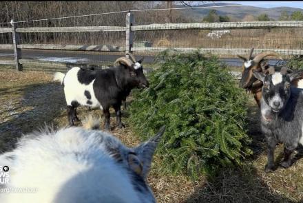 This farm has a novel way to dispose of Christmas trees: asset-mezzanine-16x9