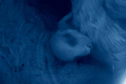 Wearable Camera Reveals Newborn Meerkats: asset-mezzanine-16x9