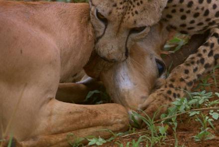 Cheetah Mom Teaches Cubs to Hunt: asset-mezzanine-16x9