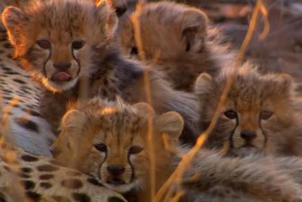 Cameraman Discovers Five Baby Cheetahs: asset-mezzanine-16x9