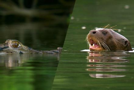 Giant River Otters Defeat Large Black Caiman: asset-mezzanine-16x9