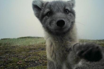 Arctic Foxes Break Filmmaker's Camera: asset-mezzanine-16x9