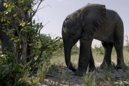 Orphaned Baby Elephant Struggles to Survive: asset-mezzanine-16x9