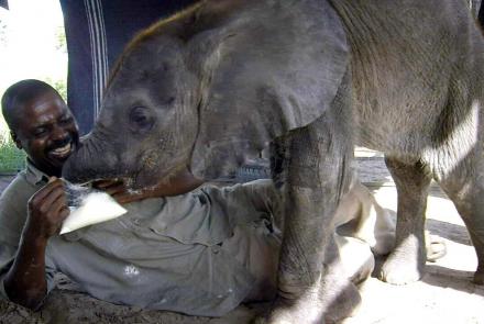How Not to Feed a Baby Elephant: asset-mezzanine-16x9