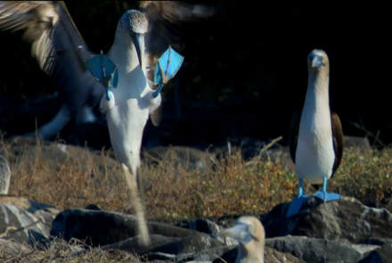 Dance of the Blue-Footed Booby: asset-mezzanine-16x9
