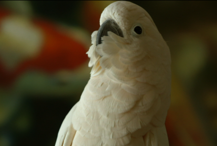 Meet Dolly, the Moluccan Cockatoo: asset-mezzanine-16x9