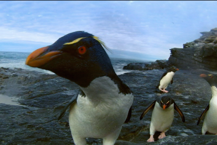 Rockhopper Penguins Make Landfall : asset-mezzanine-16x9