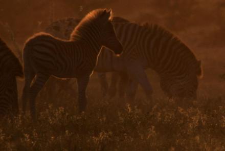 The Zebra of Botswana's Saltpans: asset-mezzanine-16x9