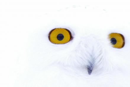 Magic of the Snowy Owl Preview: asset-mezzanine-16x9