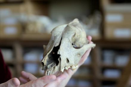 Can Bones Reveal How Dogs Evolved from Wolves?: asset-mezzanine-16x9