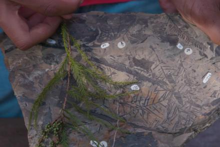 Plant Fossils Hint at Arctic's Swampy Past: asset-mezzanine-16x9