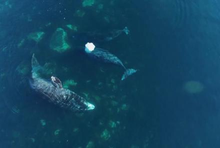 Using Drones to Solve 170-Year Bowhead Whale Mystery: asset-mezzanine-16x9