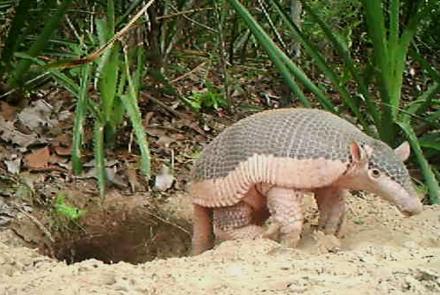 This Little Armadillo Was a Big Ambassador for His Species: asset-mezzanine-16x9