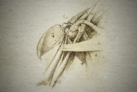 How Leonardo da Vinci Used Anatomy to Inform his Paintings: asset-mezzanine-16x9