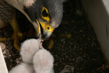 How Peregrine Falcons Thrive in Cities: asset-mezzanine-16x9