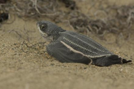 Leatherback Turtle Hatchlings Emerge from Sand : asset-mezzanine-16x9