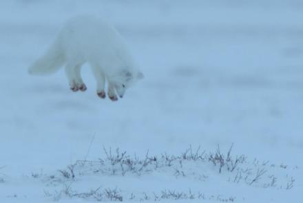Arctic Fox Dive Bombs Prey Hidden in the Snow : asset-mezzanine-16x9