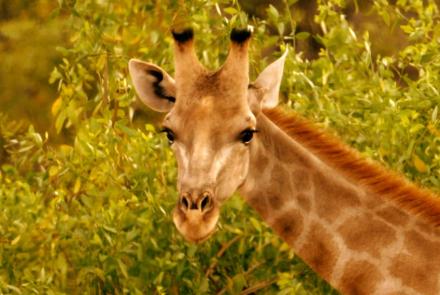 Giraffes: Africa's Gentle Giants : asset-mezzanine-16x9
