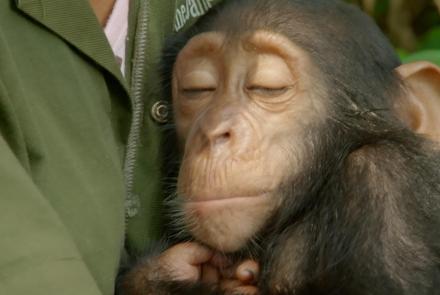 Orphaned Baby Chimp Snuggles with Caregiver : asset-mezzanine-16x9