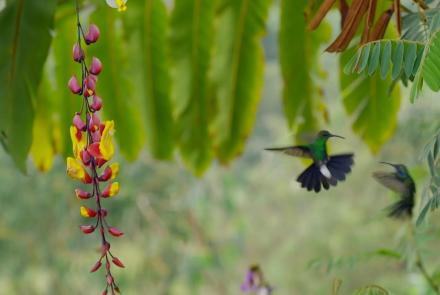Hummingbirds Battle in the Air : asset-mezzanine-16x9