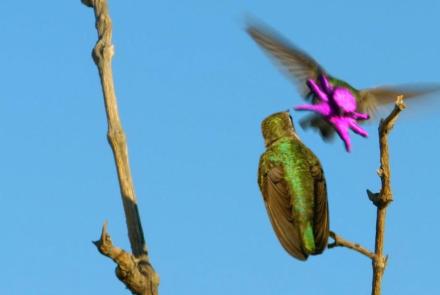 Costa's Hummingbird Dances to Woo Mate : asset-mezzanine-16x9