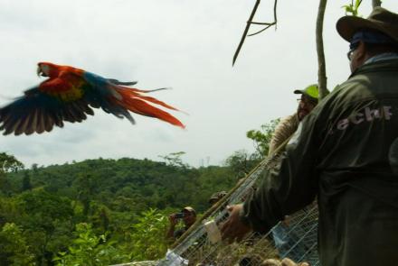 Scarlet Macaws Released to the Wild : asset-mezzanine-16x9
