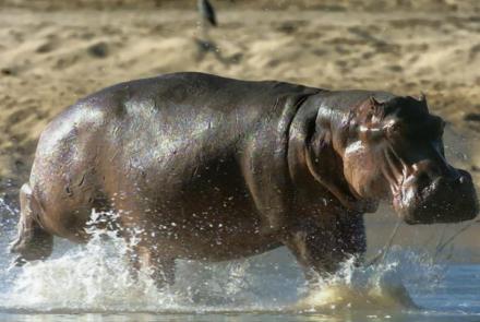 How Do Hippos Get Clean?: asset-mezzanine-16x9
