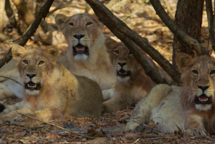 India's Wandering Lions | Preview : asset-mezzanine-16x9