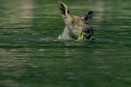 Adorable Baby Moose Learns to Swim : asset-mezzanine-16x9