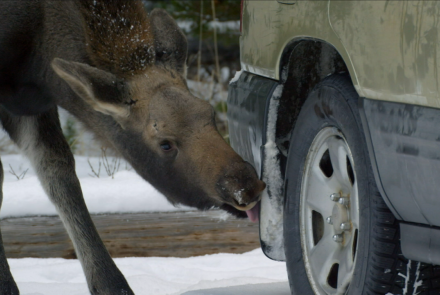 Why Do Moose Enjoy Licking Cars? : asset-mezzanine-16x9