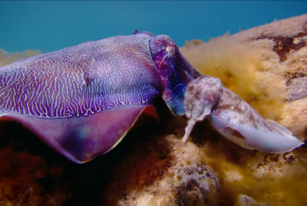 Cuttlefish Males Fool Rivals by Imitating Opposite Sex : asset-mezzanine-16x9