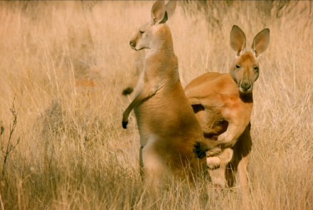 The Sneaky Mating Strategy of Red Kangaroos : asset-mezzanine-16x9