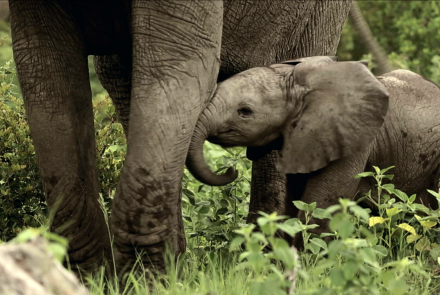 Baby Elephant Explores His World : asset-mezzanine-16x9