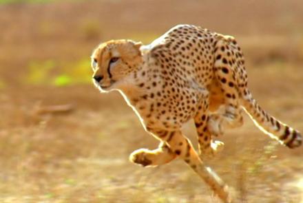 Did the American Cheetah Make the Pronghorn Fast?: asset-mezzanine-16x9
