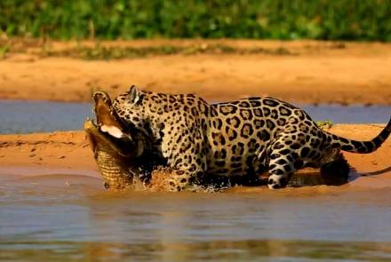 Jaguar Attacks Caiman Crocodile: asset-mezzanine-16x9