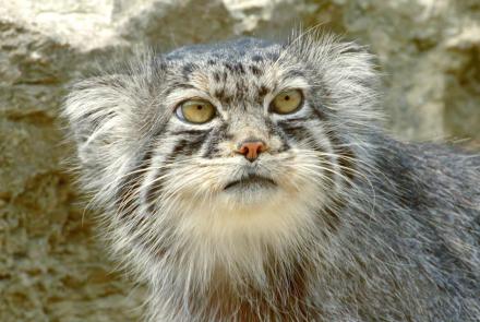 Grumpy-Faced Cat is a Mountain Survivor: asset-mezzanine-16x9