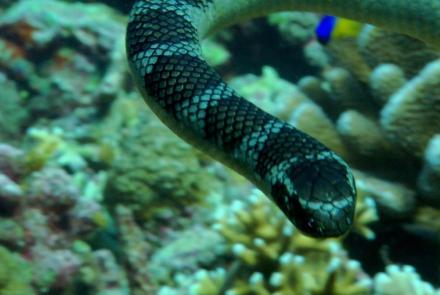 Roving Gang of Sea Snakes and Fish Terrorize Reef : asset-mezzanine-16x9