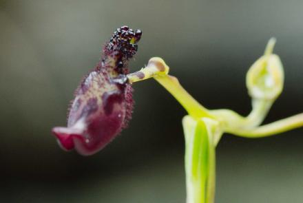 The Orchid that Pretends It's A Wasp: asset-mezzanine-16x9