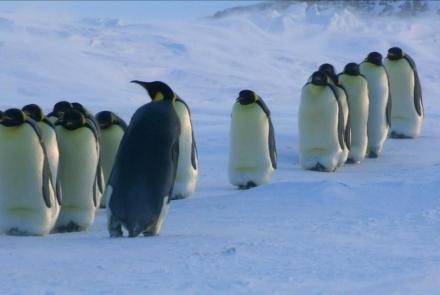How Female Emperor Penguins Find Their Chicks : asset-mezzanine-16x9