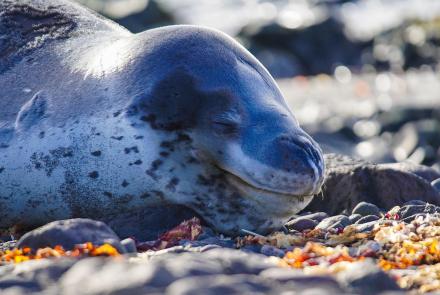 Antarctic Fur Seals vs. Leopard Seals: asset-mezzanine-16x9