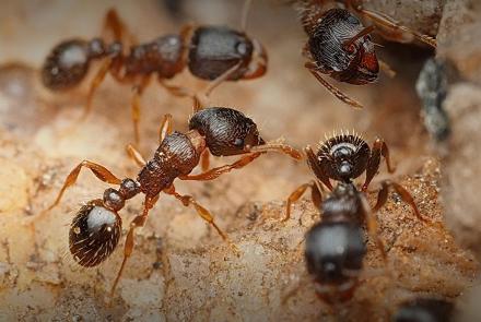 How Ants Make Our Cities Healthier: asset-mezzanine-16x9