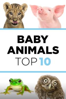 Baby Animals: The Top 10: show-poster2x3