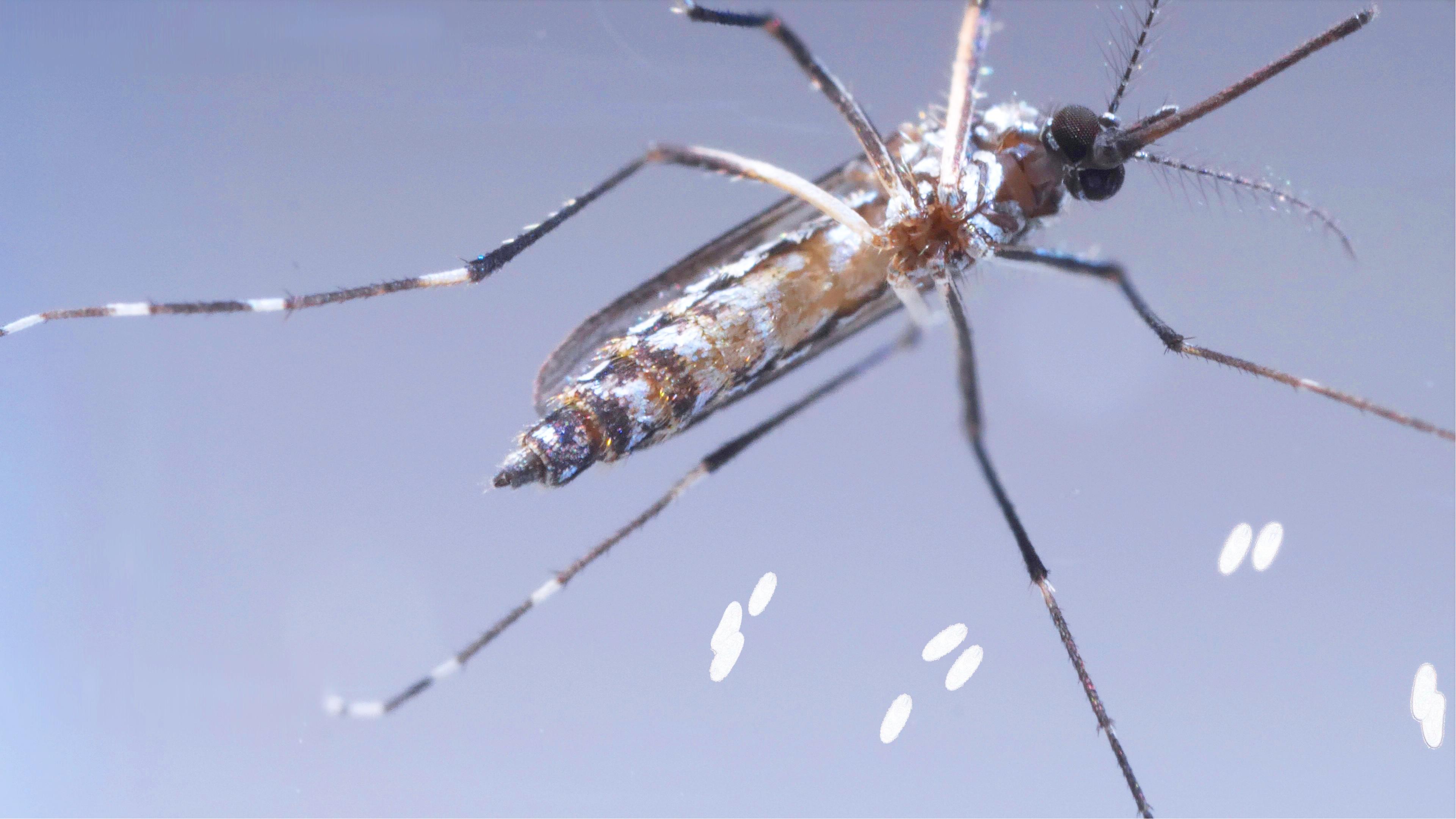 This Dangerous Mosquito Lays Her Armored Eggs in Your