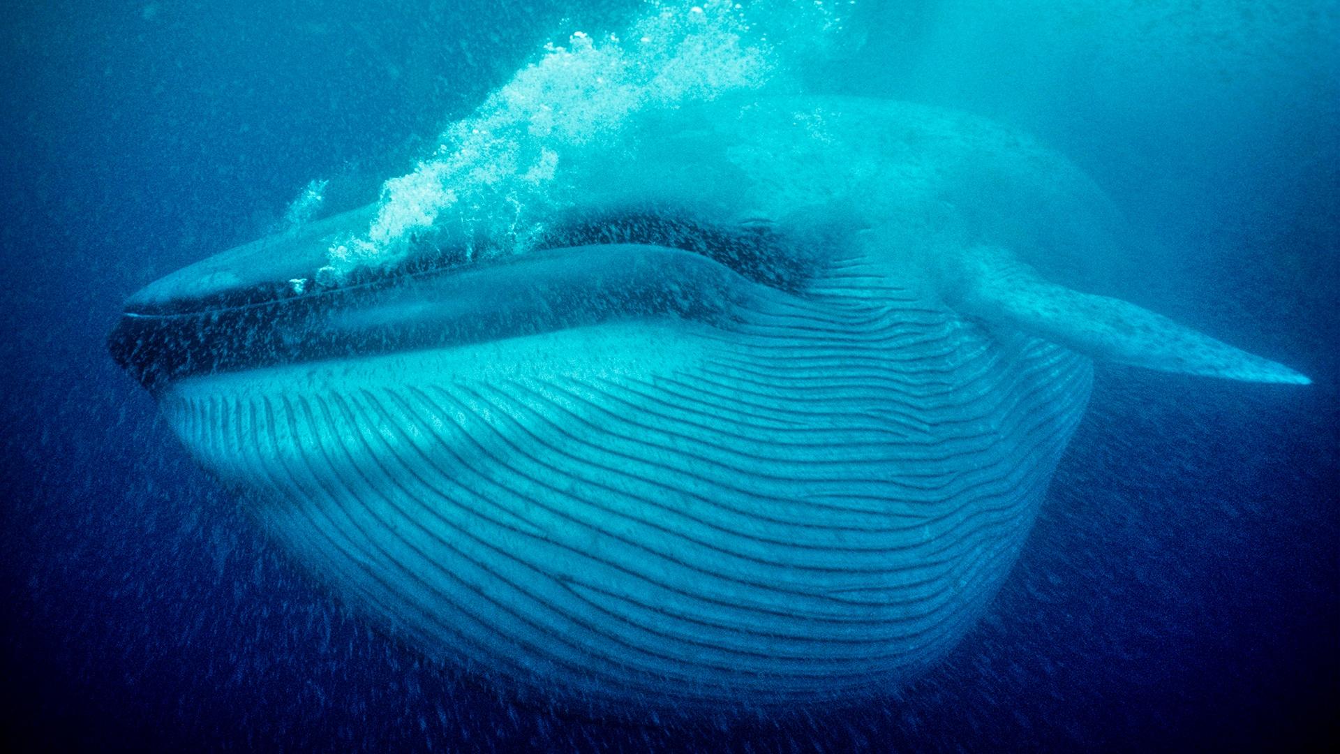 Синий кит питается планктоном
