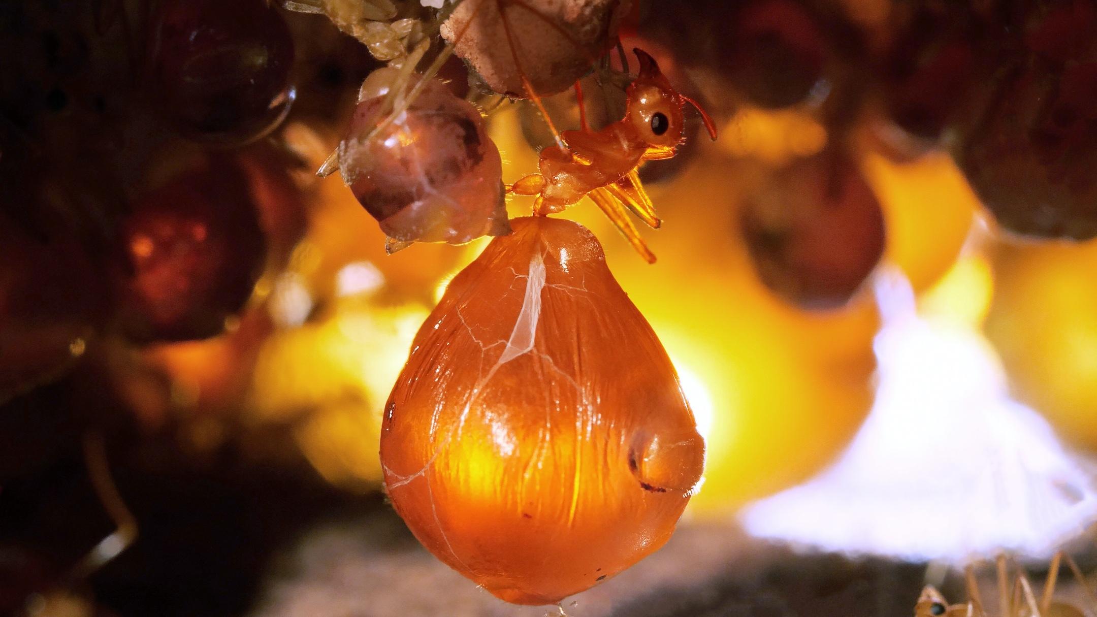 Honeypot Ants Turn Their Biggest Sisters Into Jugs Of Nectar Weta 