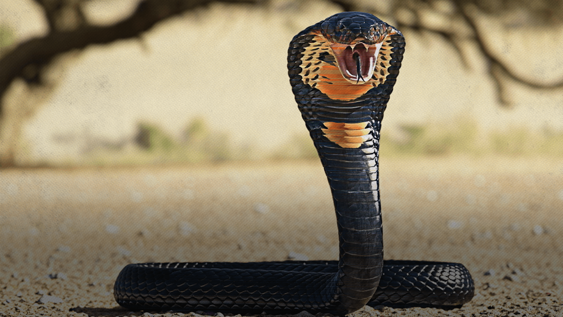 Primates vs Snakes (An Evolutionary Arms Race) WETA