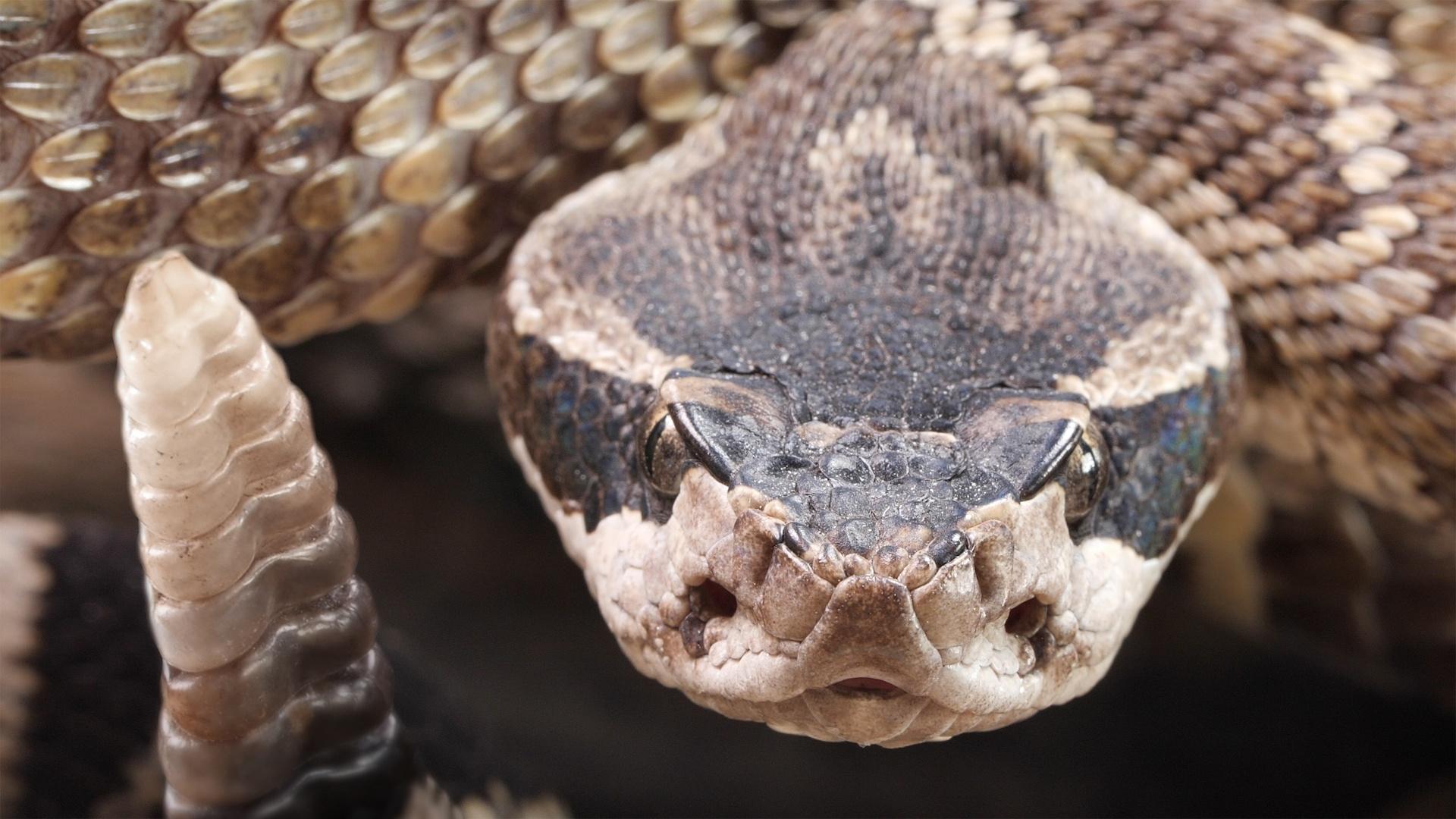 Look Inside A Rattlesnake's Rattle 