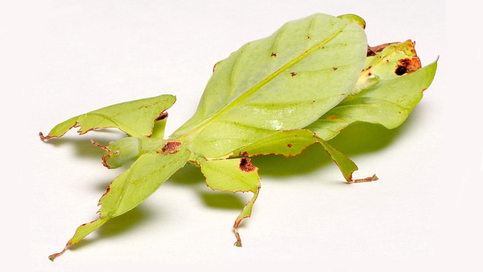 these-giant-leaf-insects-will-sway-your-heart-weta